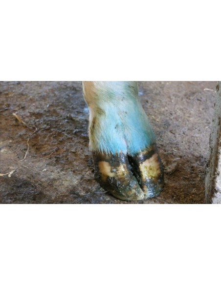 Kersia Podofeet Max - Igienizzante per bagni podali - Ruegruet Service GmbH