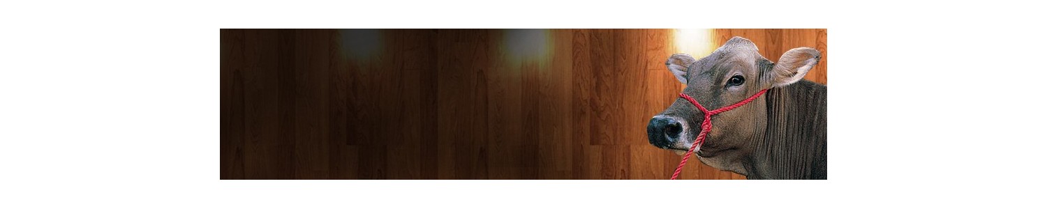 Licol veaux, génisses et vaches - Ruegruet Shop