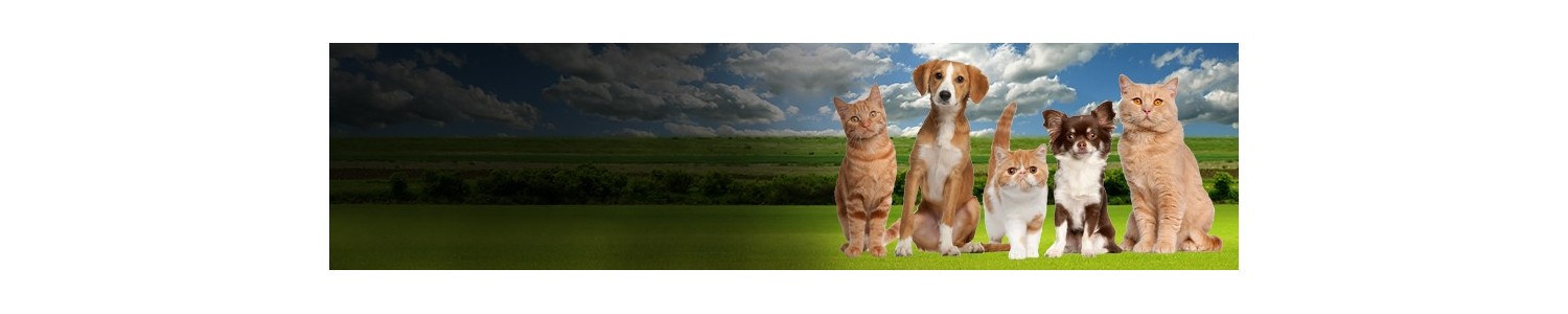 Tondeuse professionnelle pour tous les chiens et chats - Ruegruet Shop
